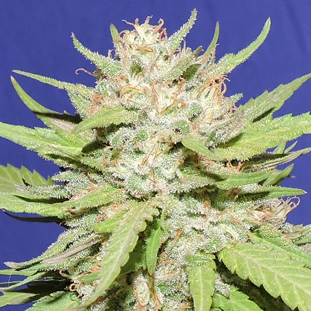 Wedding Cake 5pk +2 free